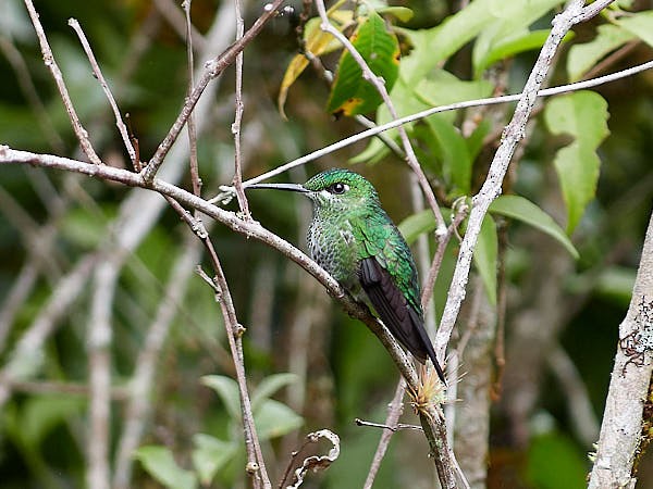 Green-crowned Brilliant - ML620356667