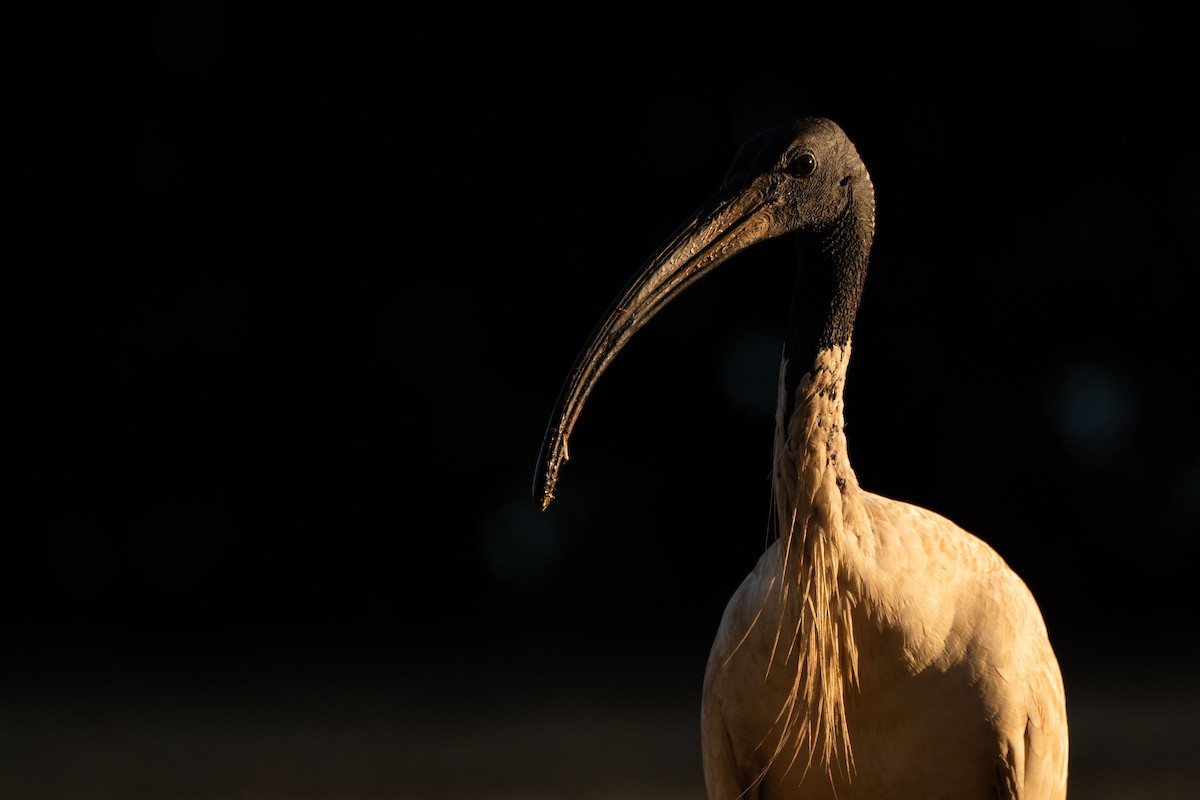 ibis australský - ML620356675