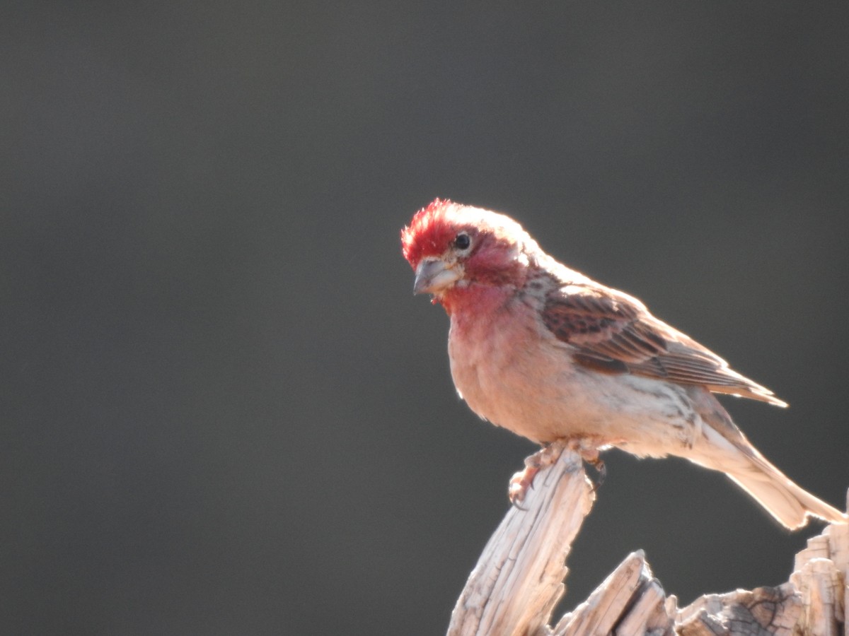 Cassin's Finch - ML620356677