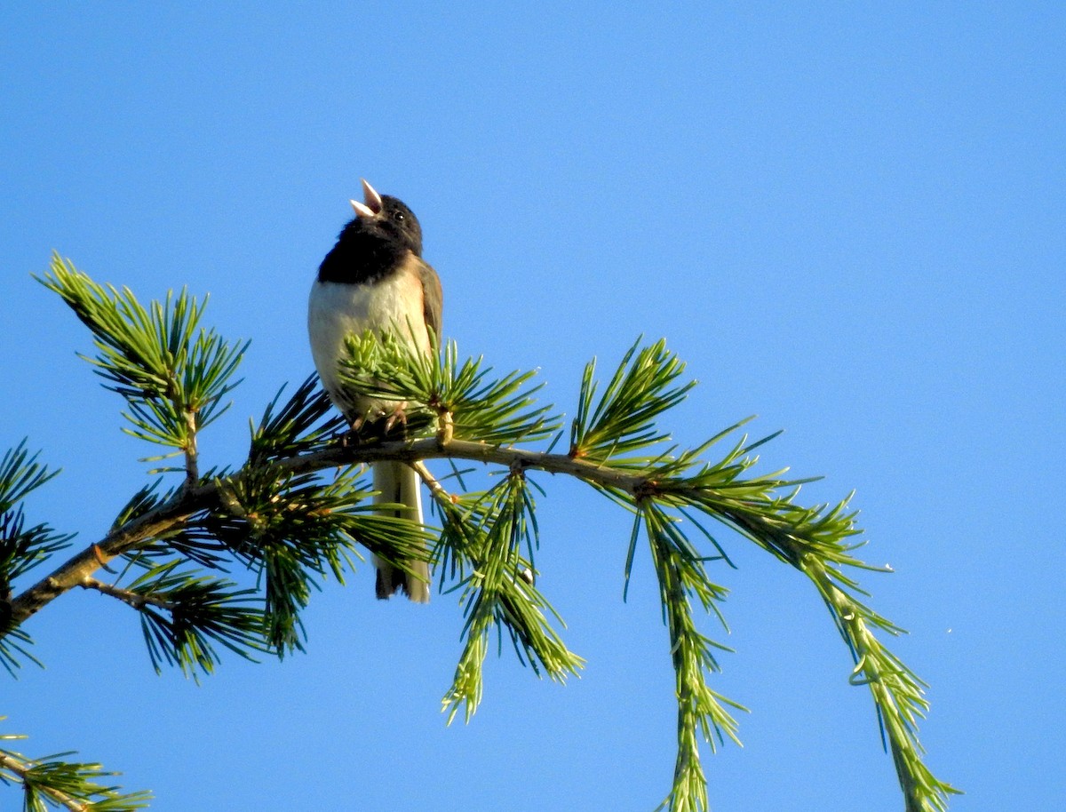 Dark-eyed Junco - ML620356684