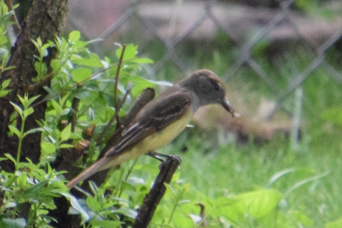 Great Crested Flycatcher - ML620356685