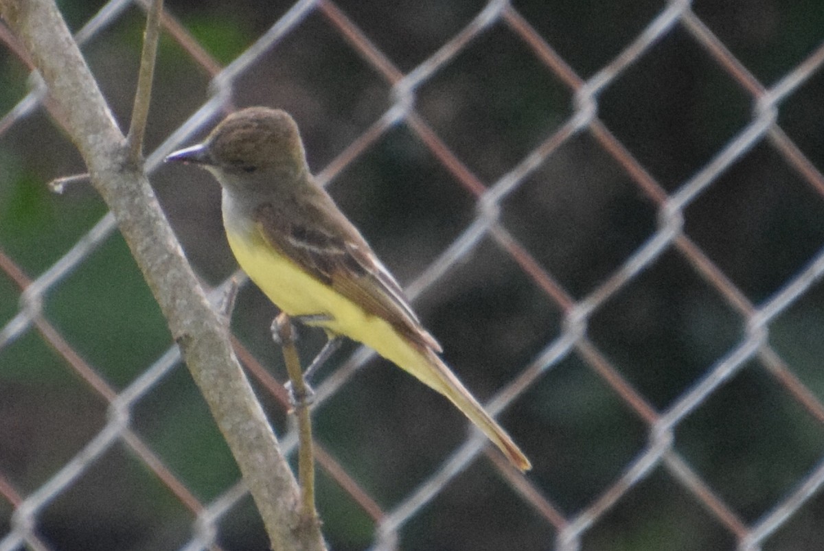 Great Crested Flycatcher - ML620356686