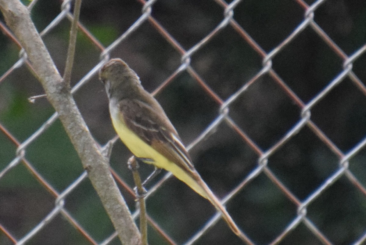 Great Crested Flycatcher - ML620356687