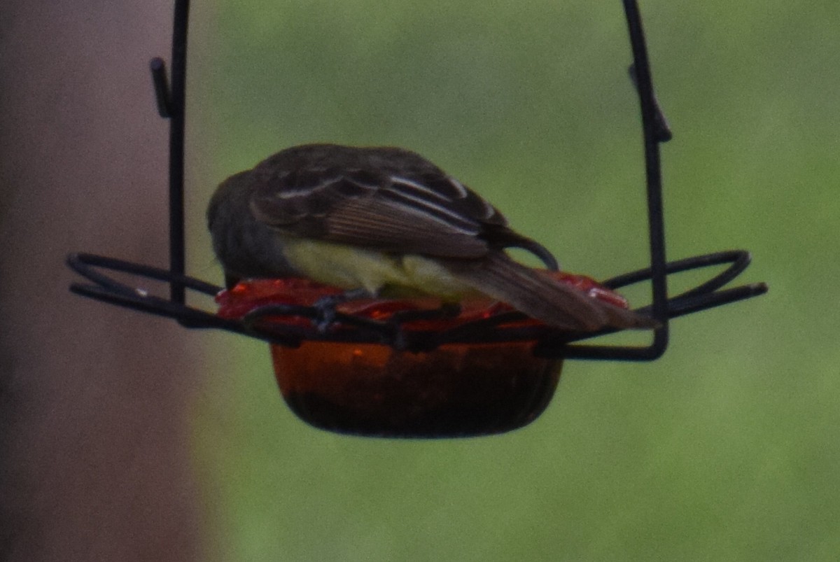 Great Crested Flycatcher - ML620356689