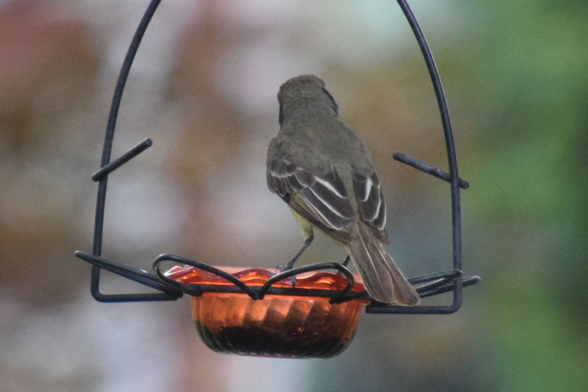 Great Crested Flycatcher - ML620356690