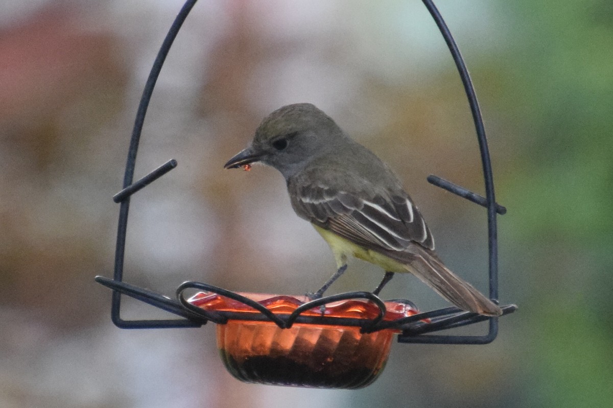 Great Crested Flycatcher - ML620356691