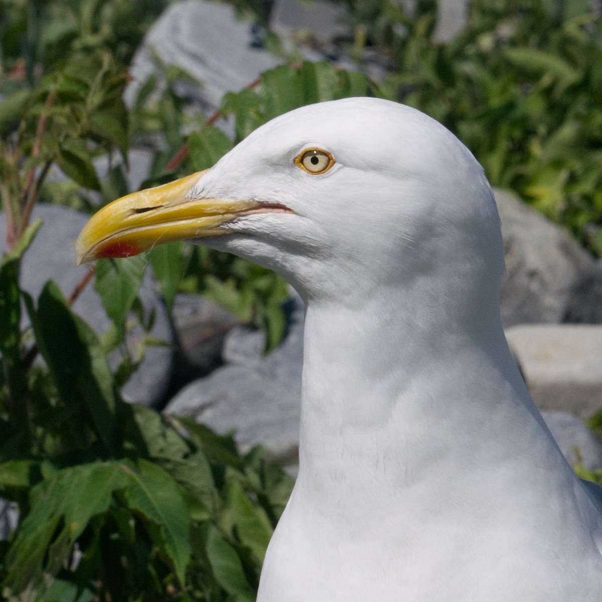 Gaviota Argéntea - ML620356696