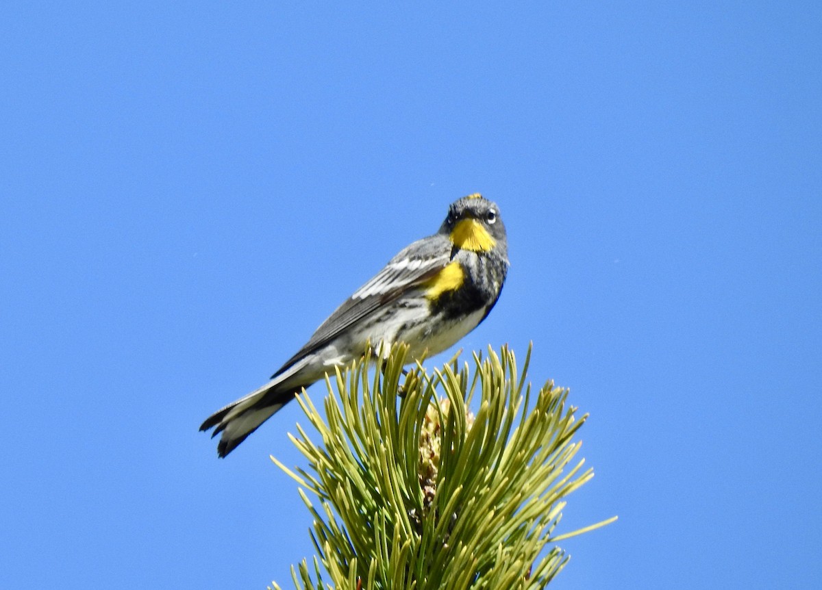 Paruline à croupion jaune - ML620356700