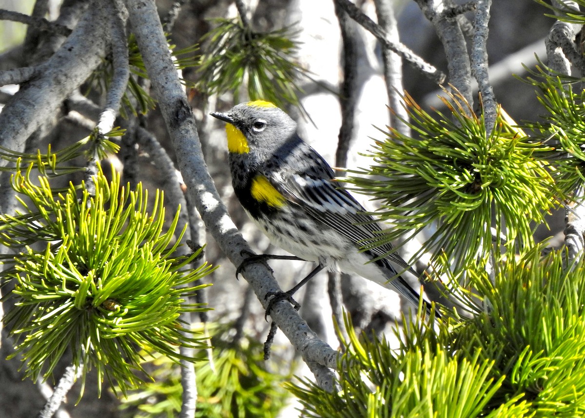 Yellow-rumped Warbler - ML620356701