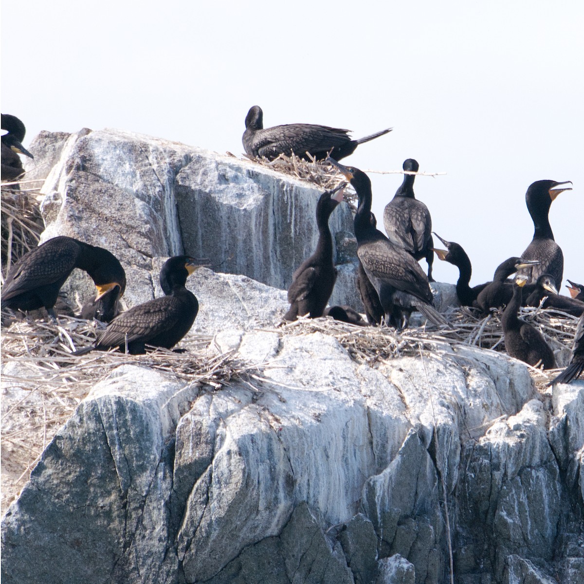 Double-crested Cormorant - Soheil Zendeh