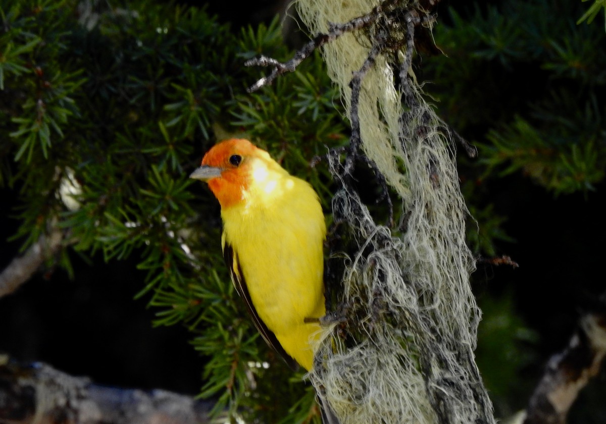 Western Tanager - ML620356710