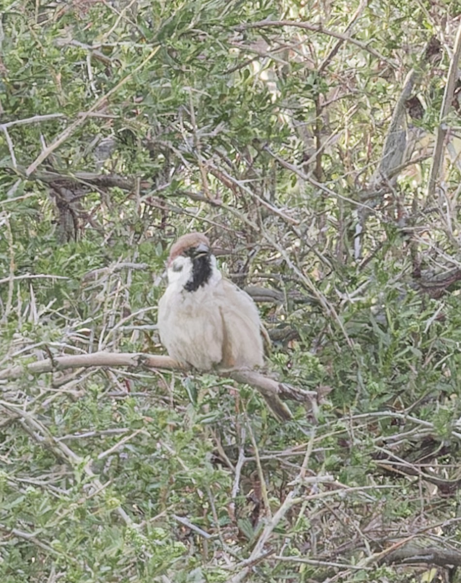 Eurasian Tree Sparrow - ML620356712