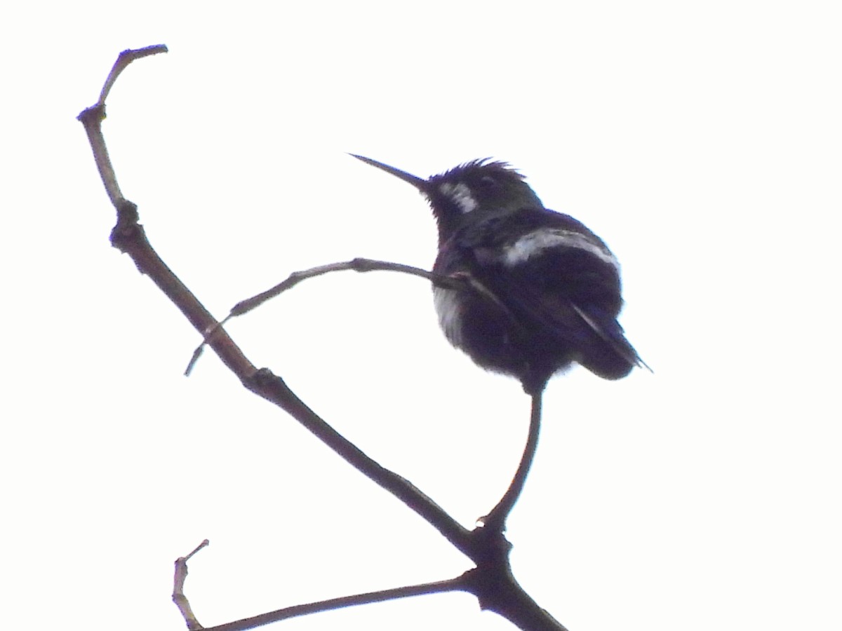 kolibřík trnoocasý - ML620356716