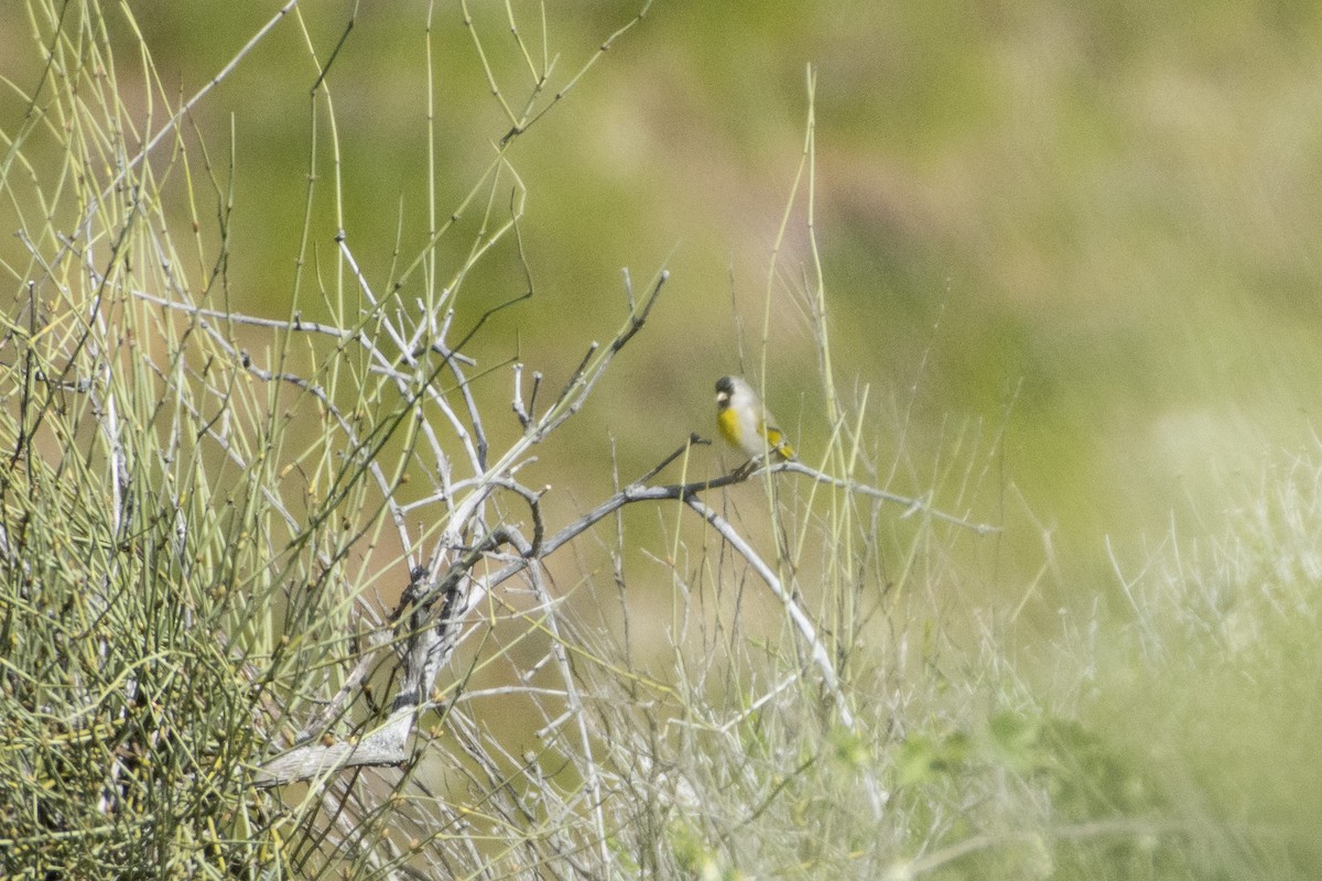 Lawrence's Goldfinch - ML620356718