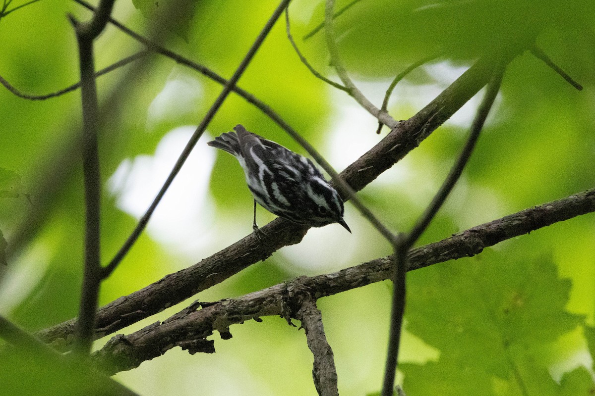 Black-and-white Warbler - ML620356726