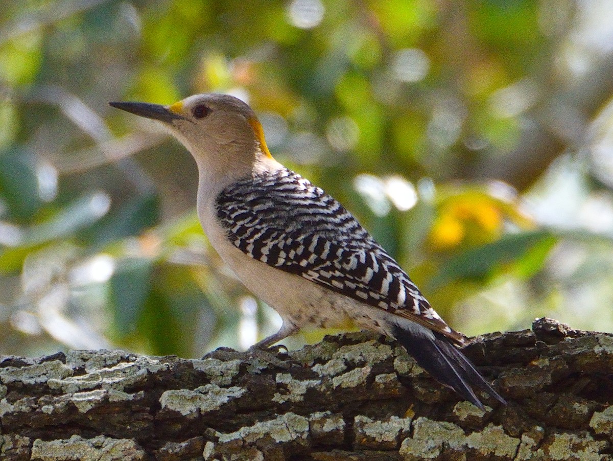 Golden-fronted Woodpecker - ML620356728