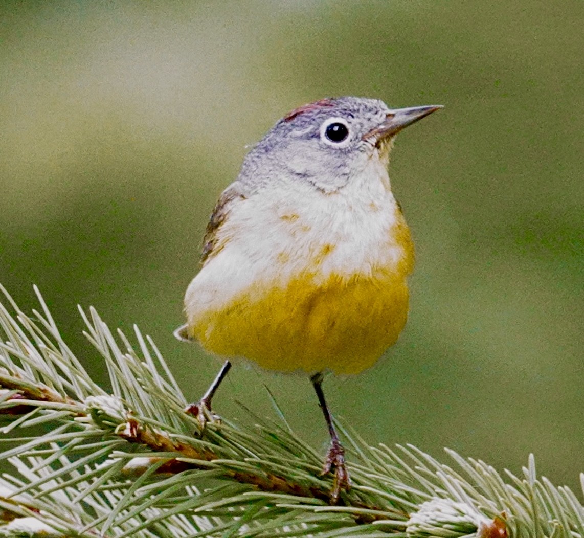 Nashville Warbler - maxine reid