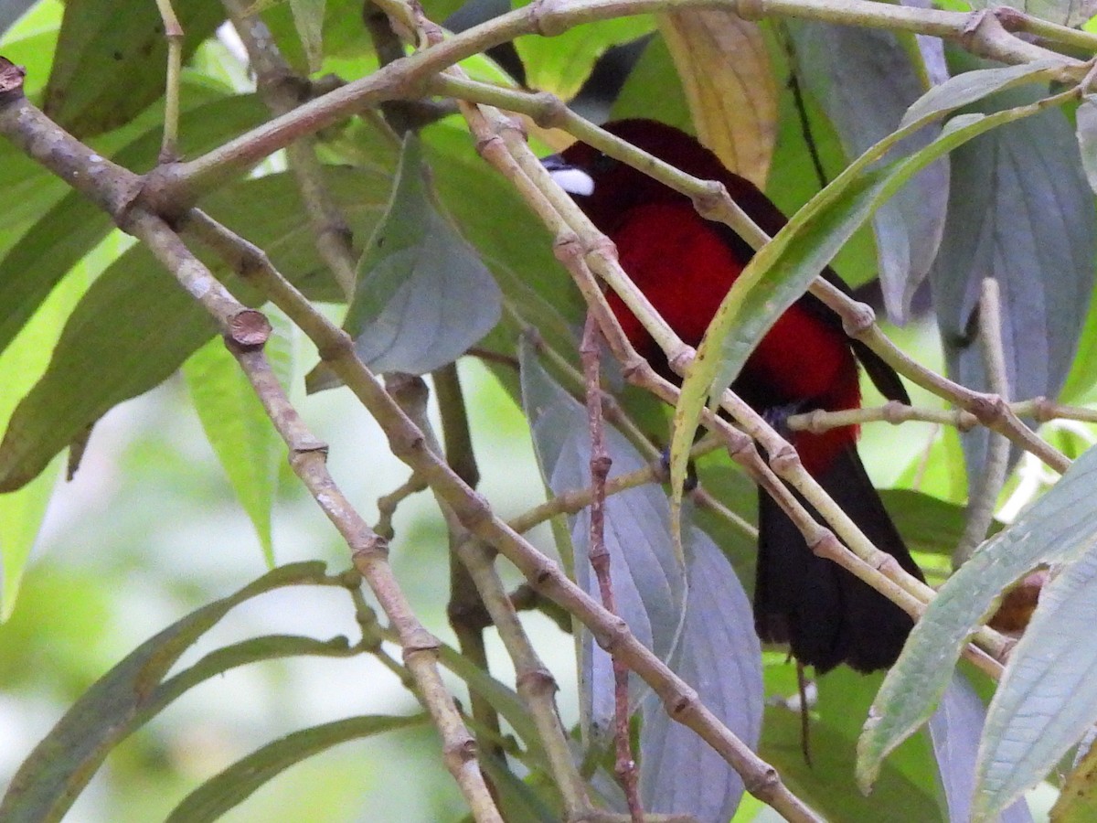 Crimson-backed Tanager - ML620356739