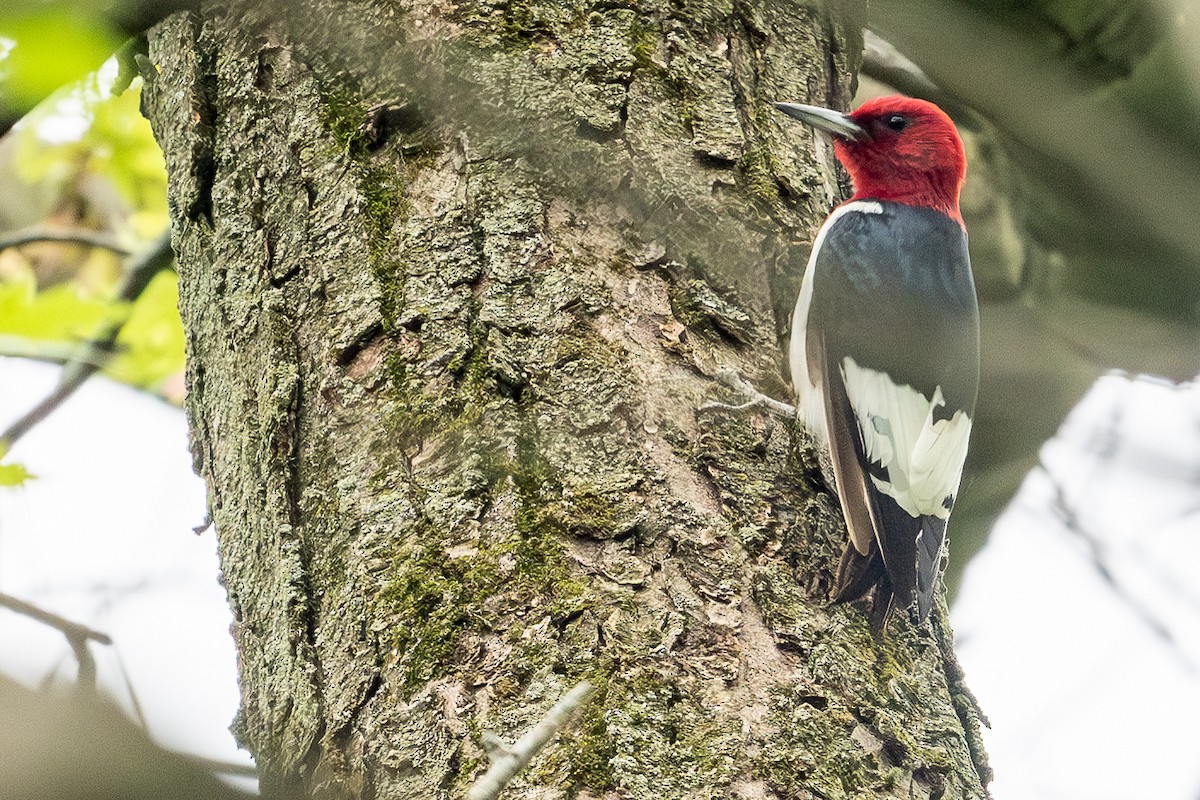 Red-headed Woodpecker - ML620356743