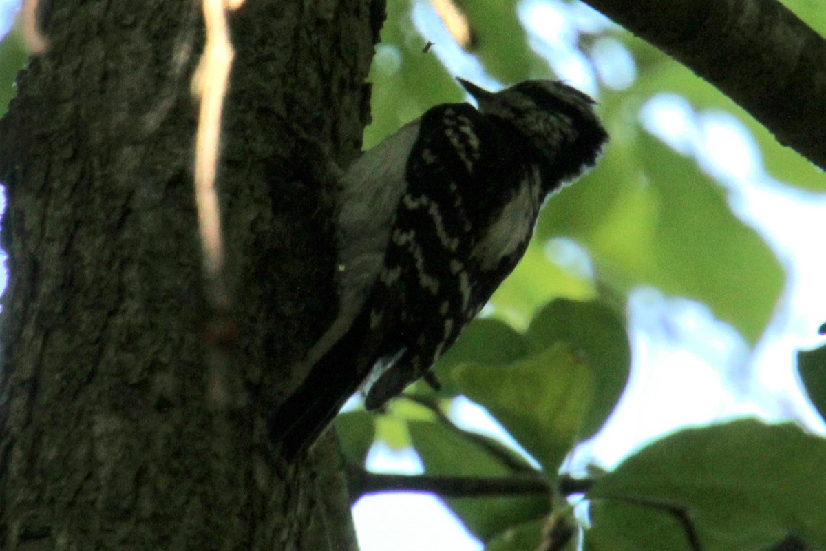 Downy Woodpecker (Eastern) - ML620356745