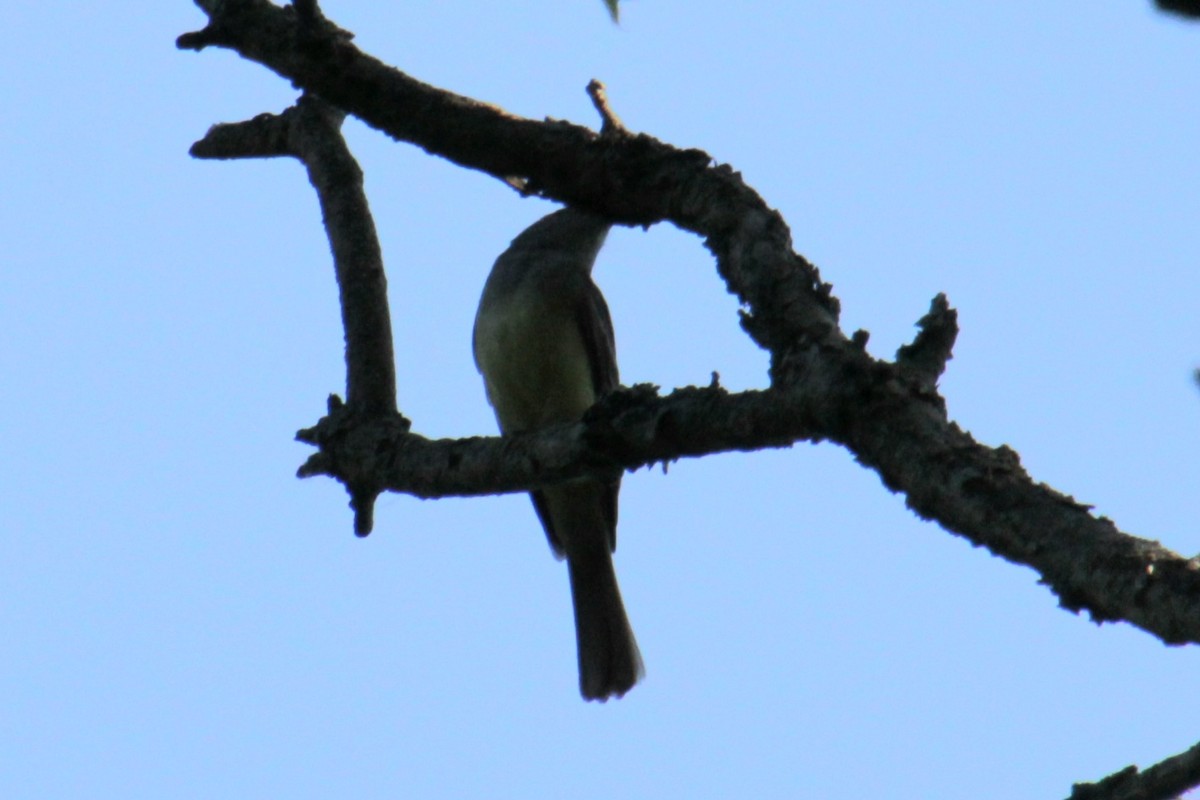 Great Crested Flycatcher - ML620356749