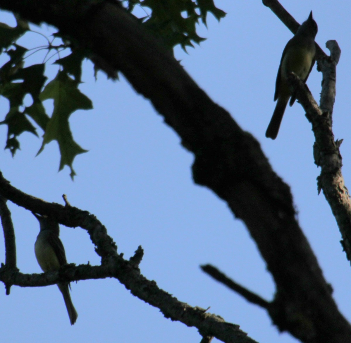 Great Crested Flycatcher - ML620356750