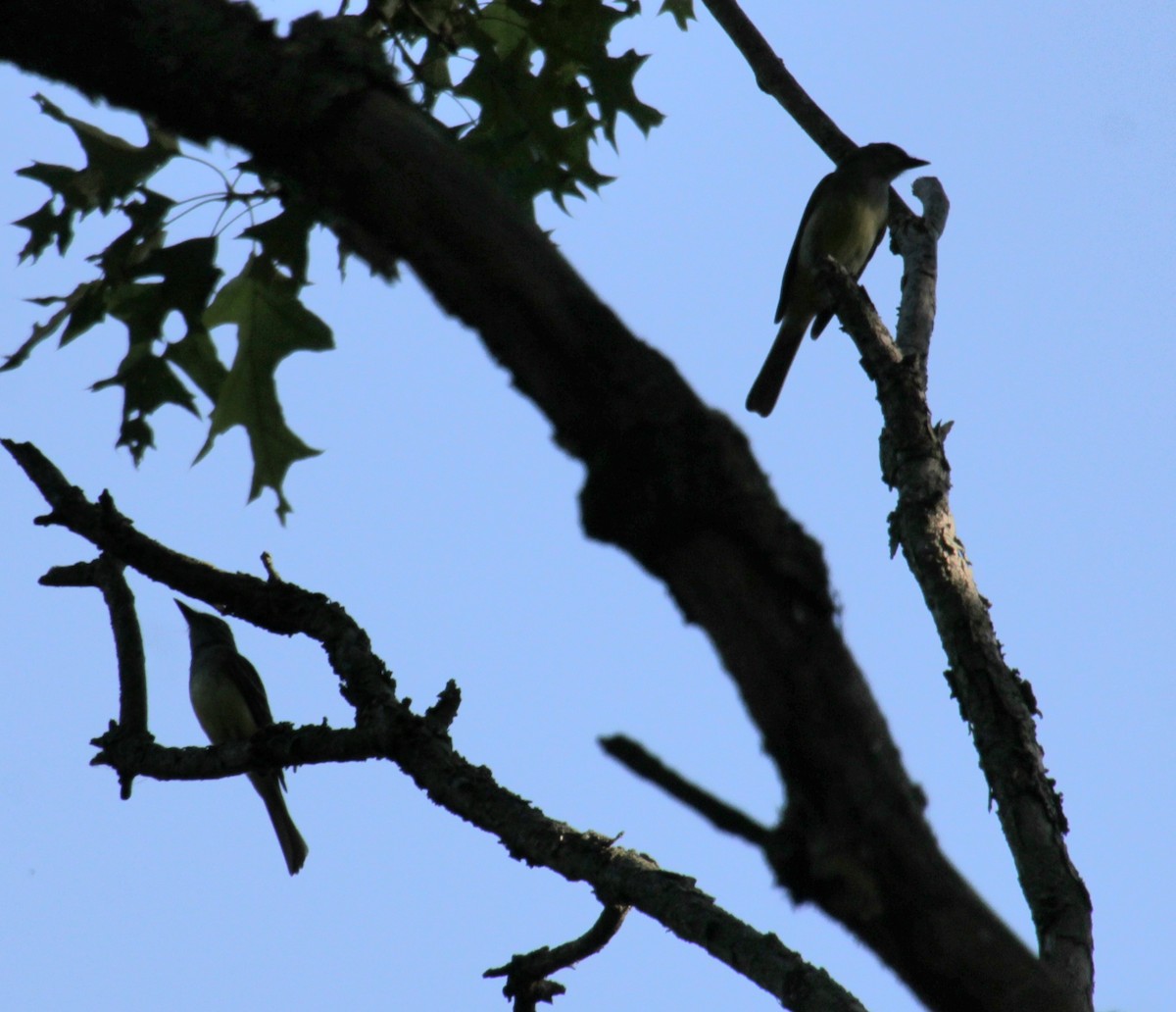 Great Crested Flycatcher - ML620356751