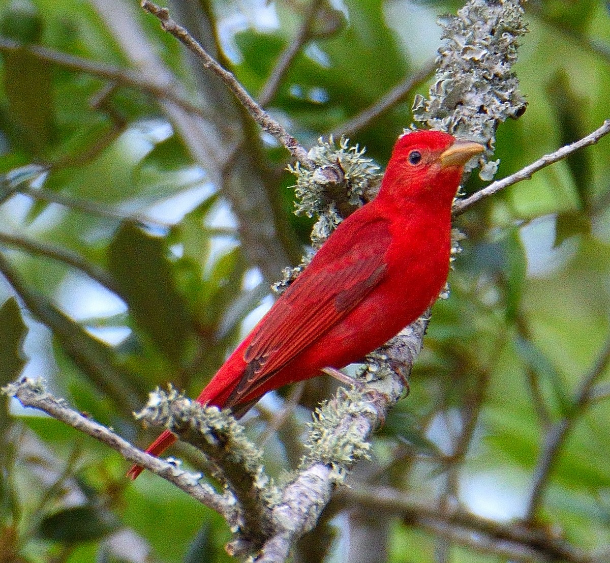 Piranga Roja - ML620356754