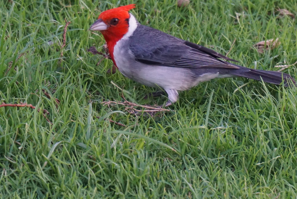 Red-crested Cardinal - ML620356761