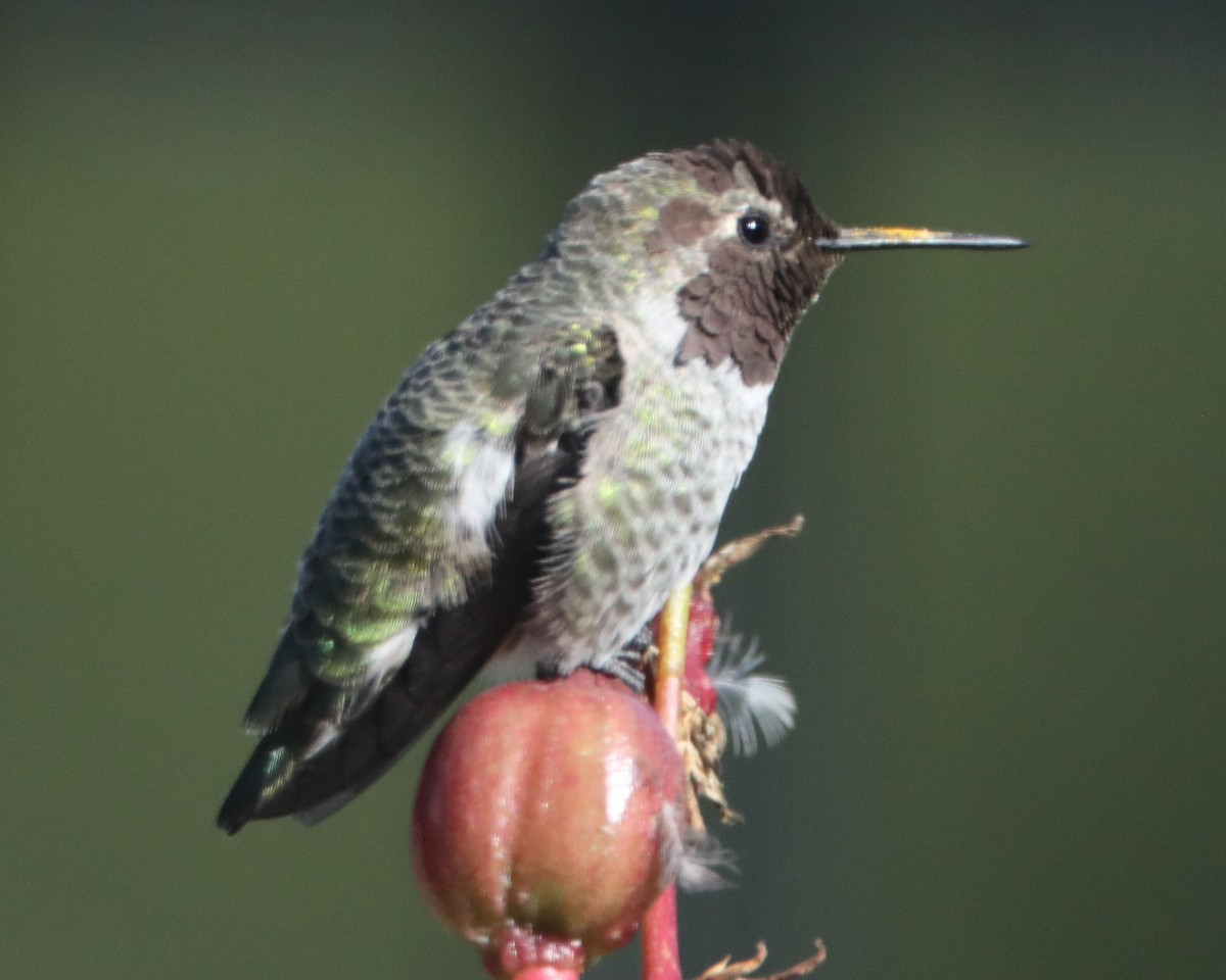 Anna's Hummingbird - ML620356763