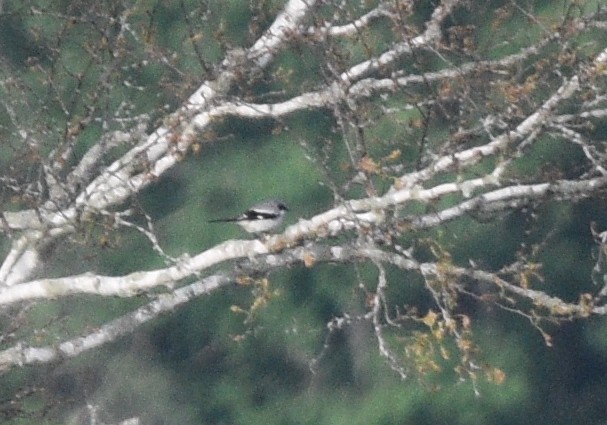 Loggerhead Shrike - ML620356771