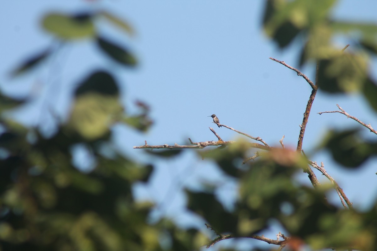 Yakut Boğazlı Kolibri - ML620356778
