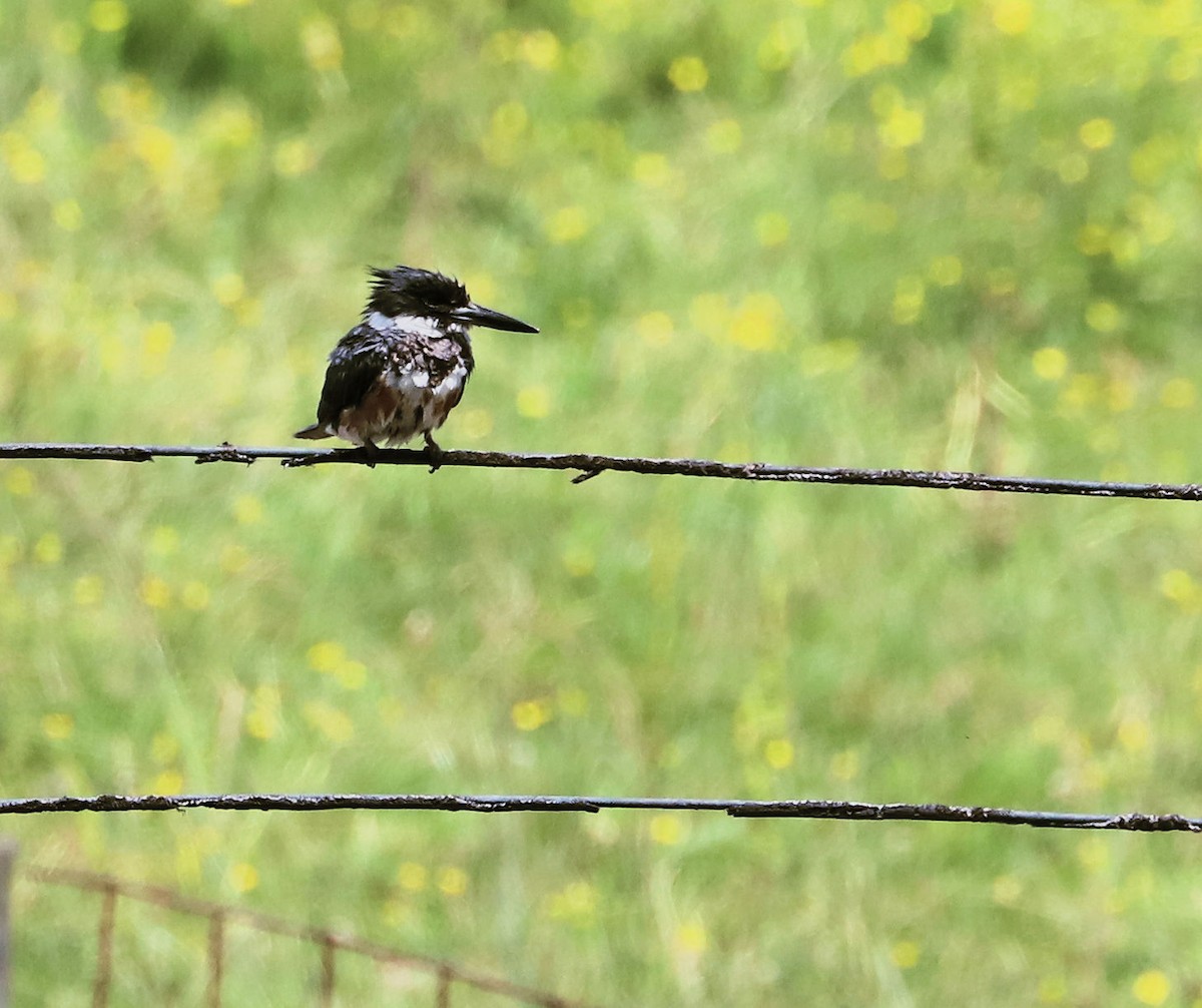 Belted Kingfisher - ML620356783