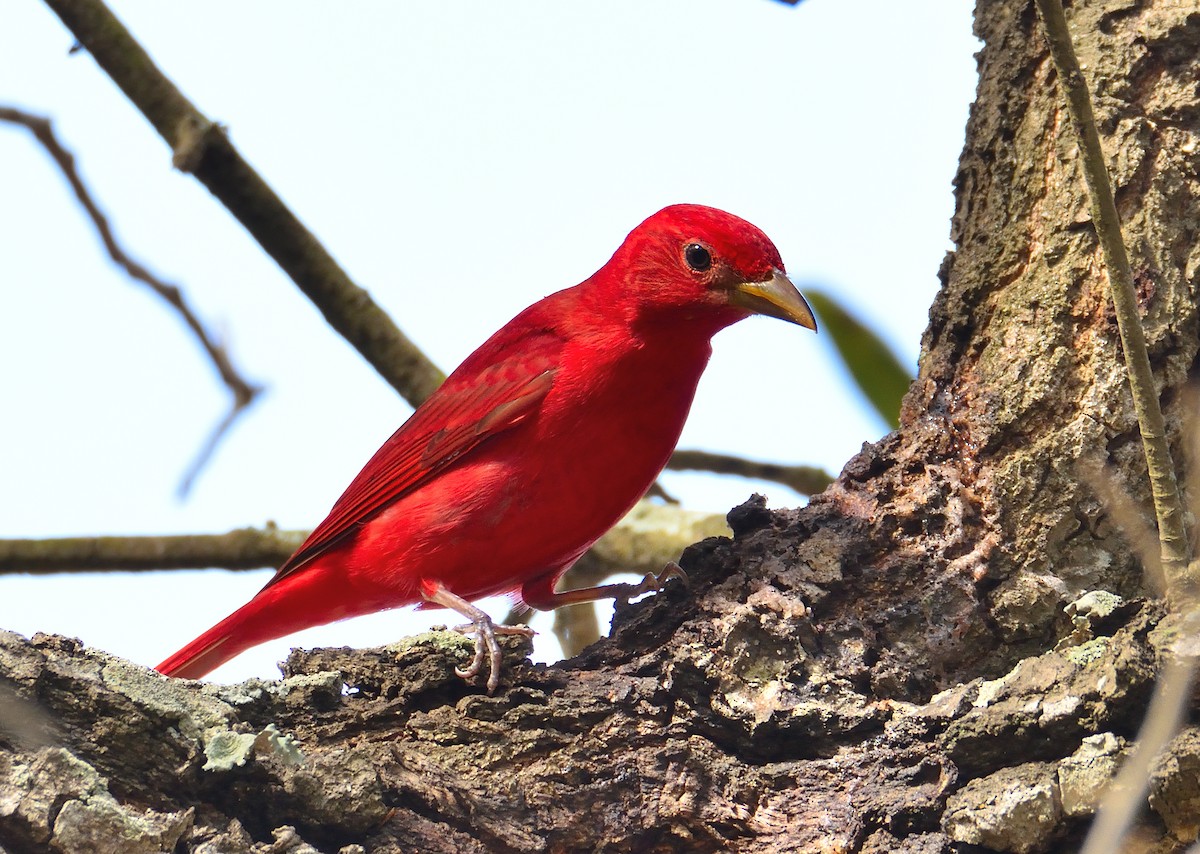 Piranga Roja - ML620356786