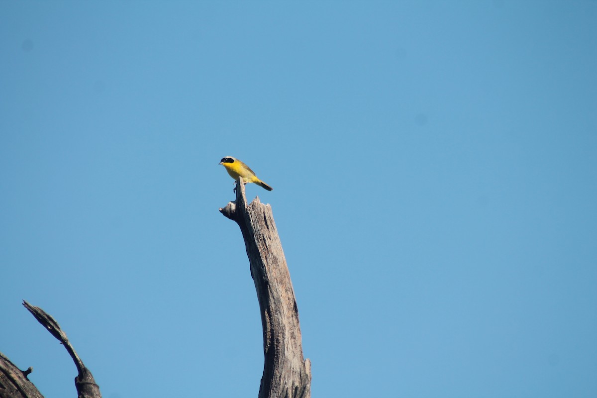 Common Yellowthroat - ML620356795