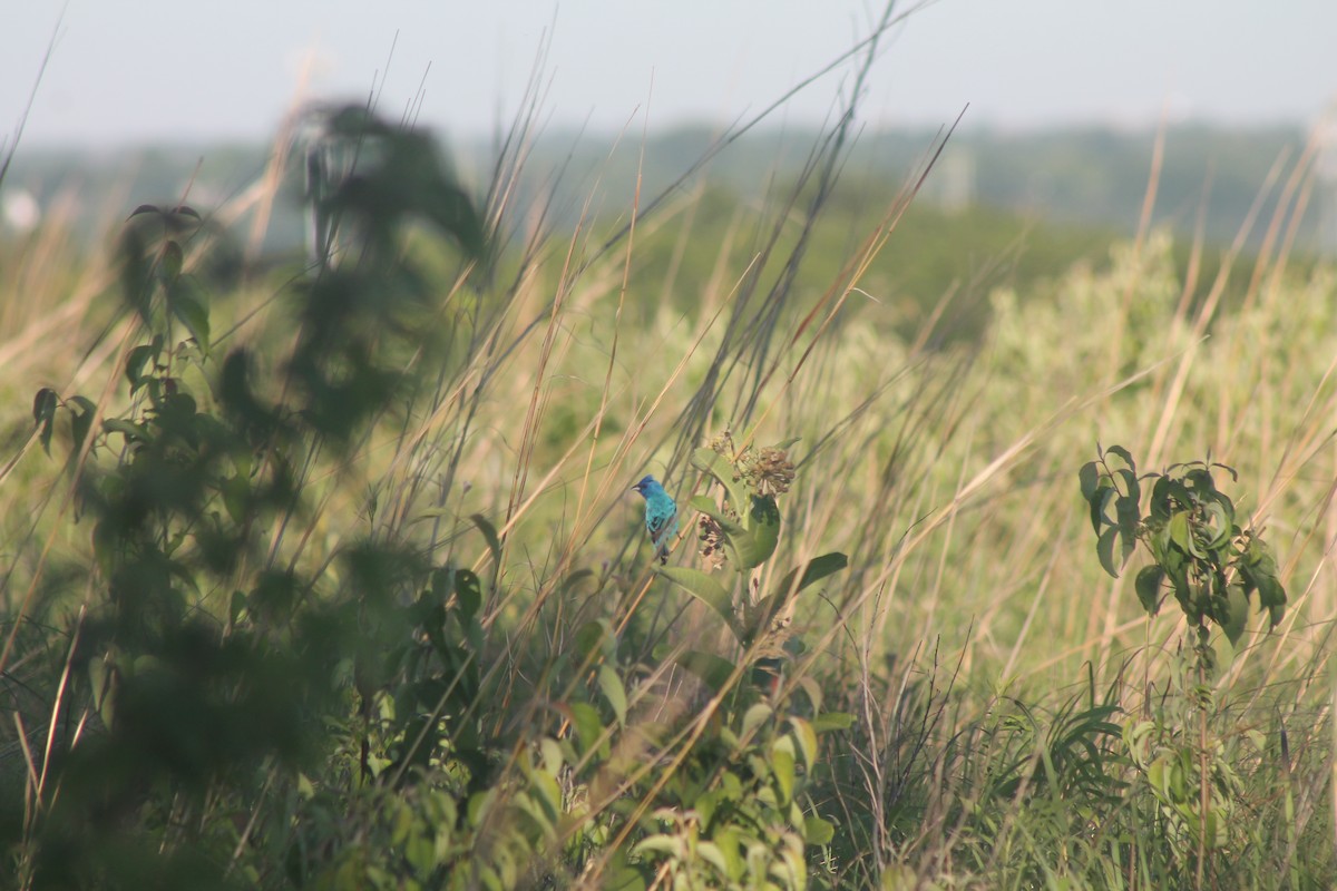 Indigo Bunting - ML620356800