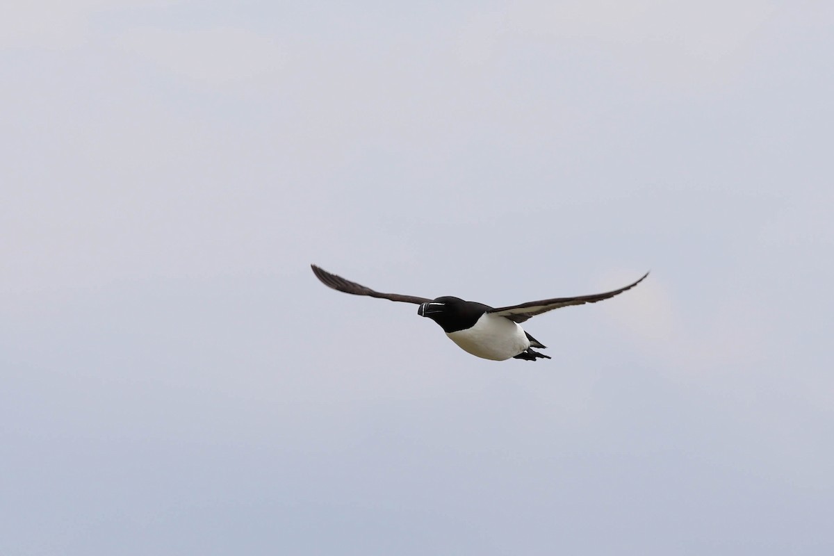 Razorbill - ML620356804