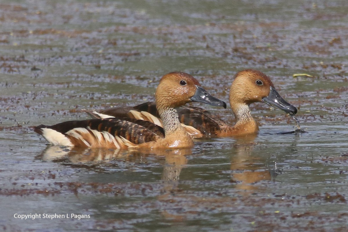 Fulvous Whistling-Duck - ML620356809