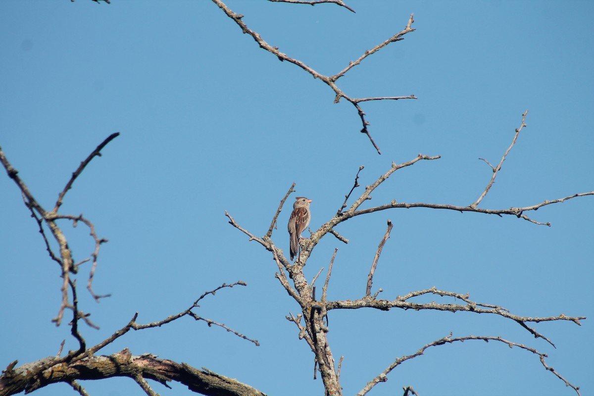 Field Sparrow - ML620356811