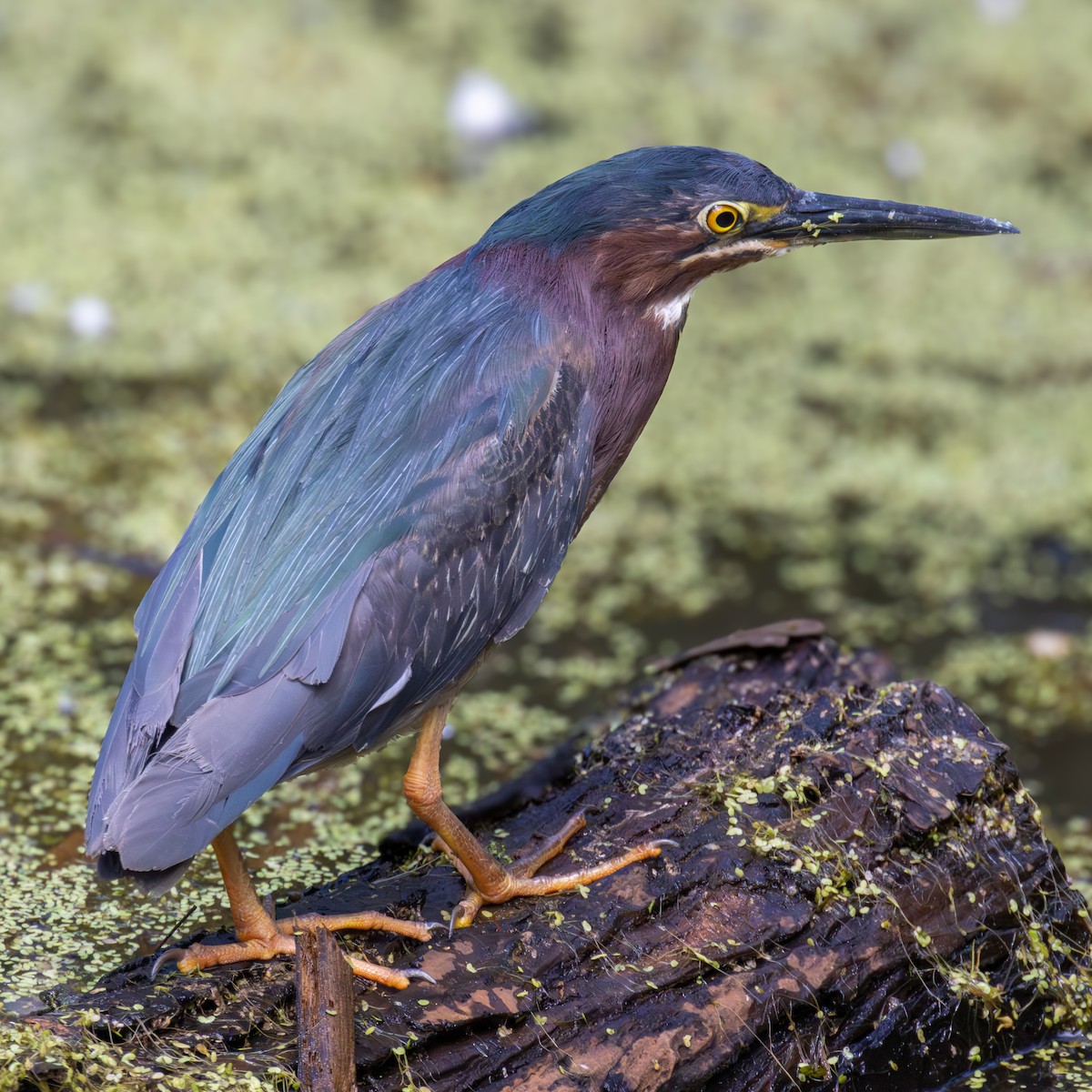 Green Heron - ML620356814