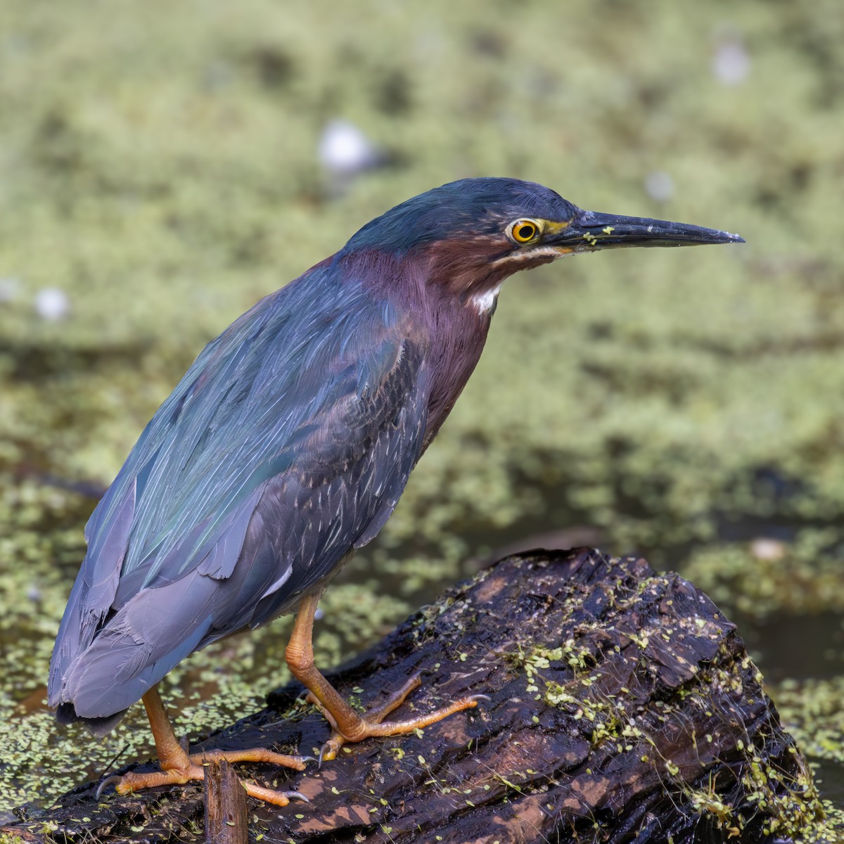 Green Heron - ML620356818