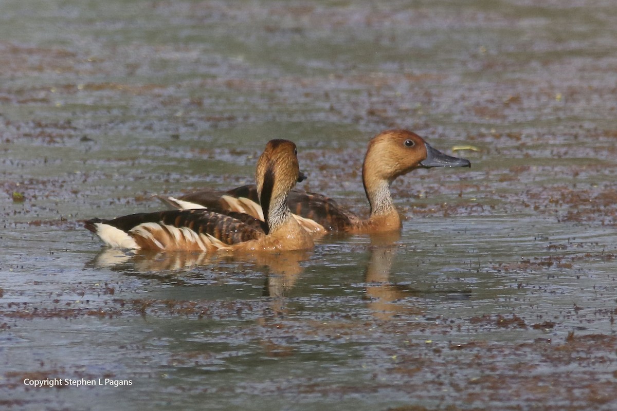 Dendrocygne fauve - ML620356819