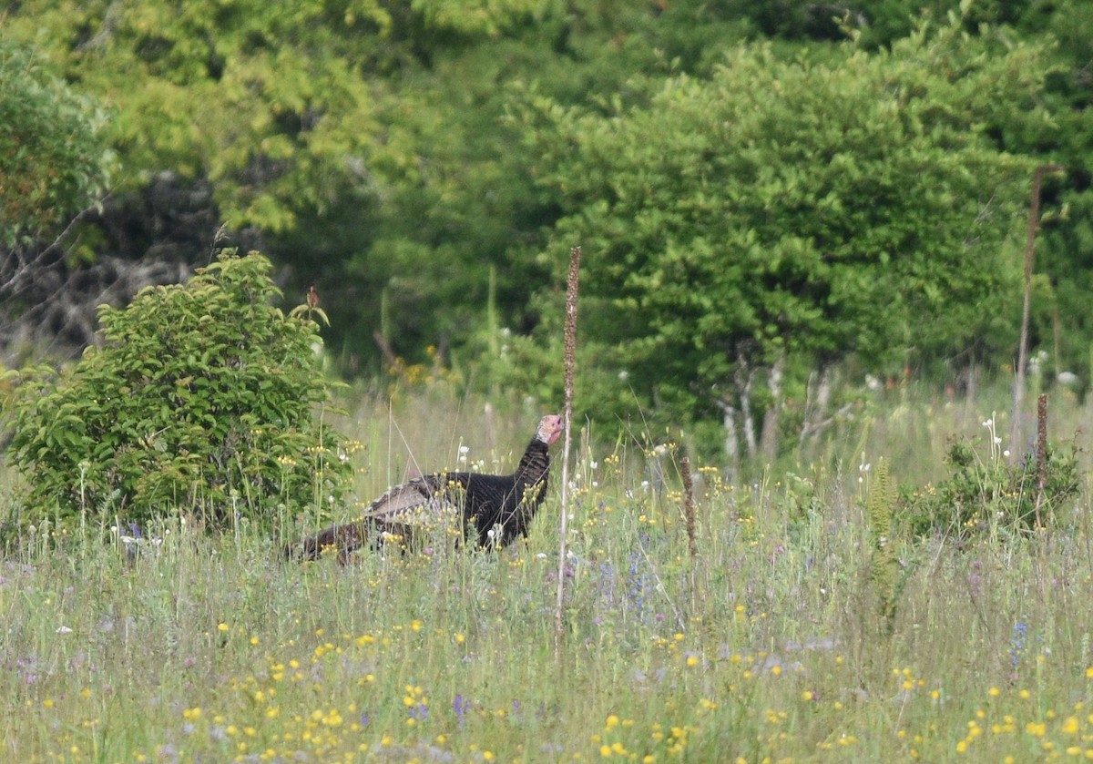 Wild Turkey - ML620356821