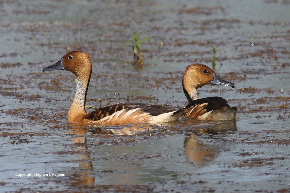 Fulvous Whistling-Duck - ML620356835