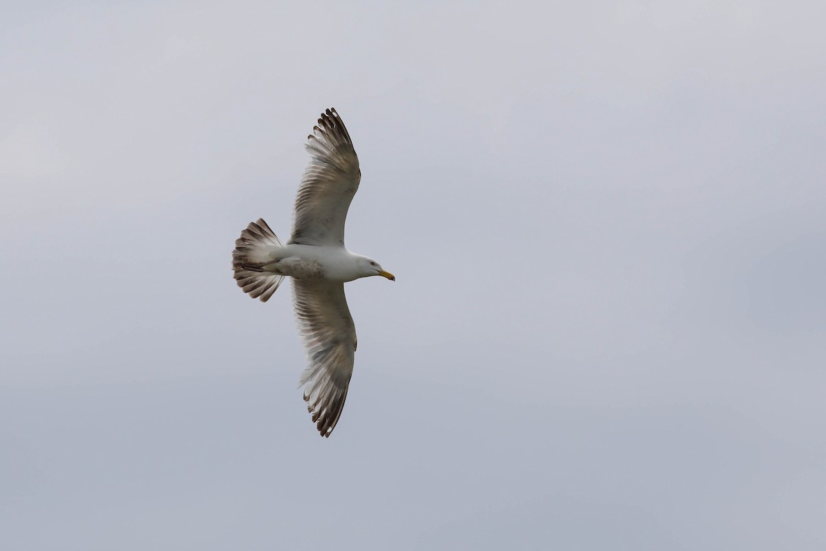 Gaviota Argéntea - ML620356836