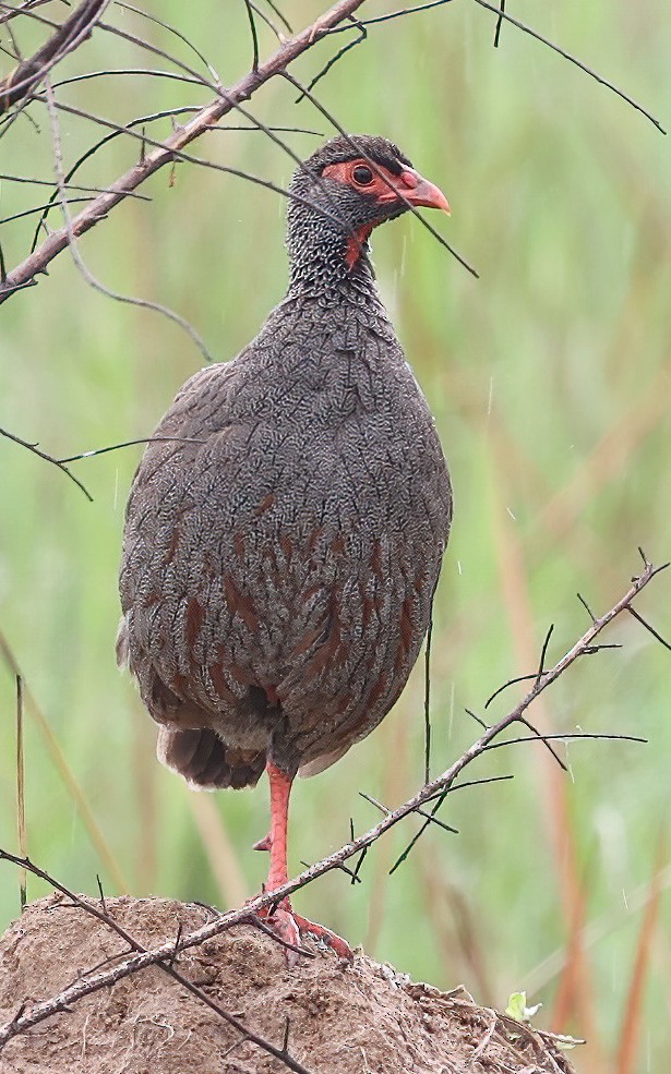 Red-necked Spurfowl - ML620356846