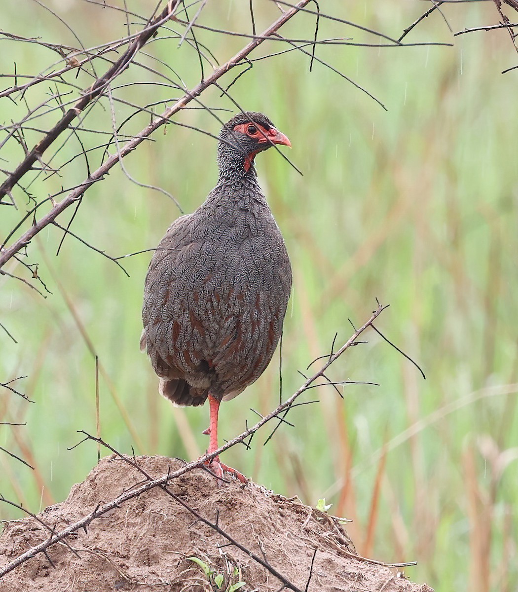 Red-necked Spurfowl - ML620356847