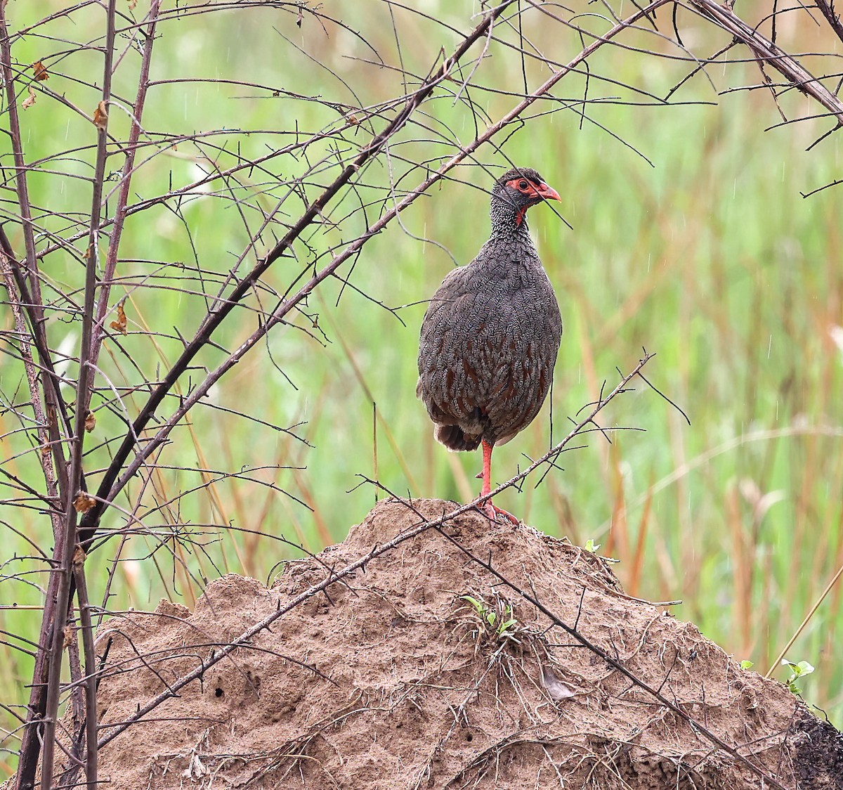 Red-necked Spurfowl - ML620356848