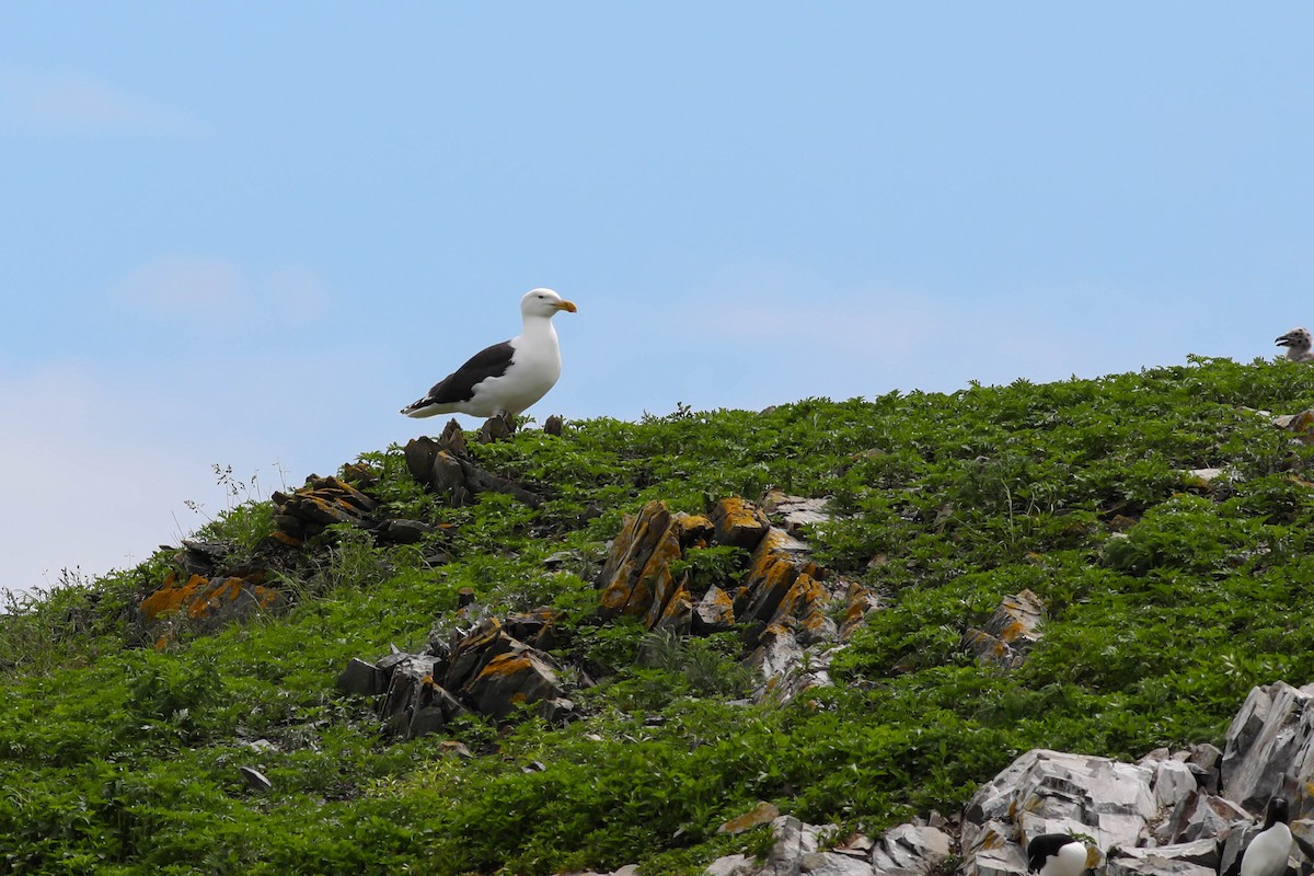 Great Black-backed Gull - ML620356860