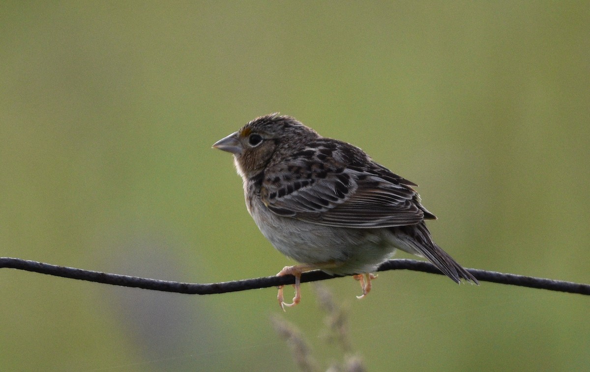 Grasshopper Sparrow - ML620356862
